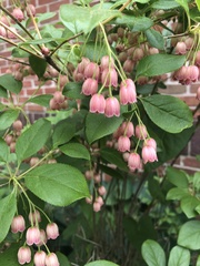Enkianthus