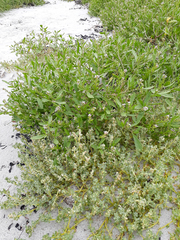 Atriplex billardierei