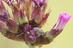 Mogulones geographicus