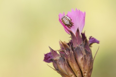 Hypsosinga albovittata