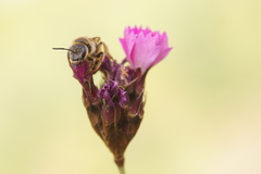 Halictus