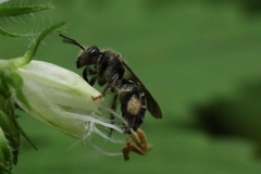 Andrena geranii