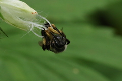 Andrena geranii