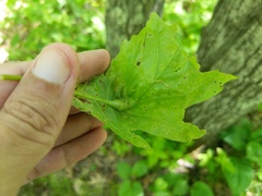 Melikaiella tumifica