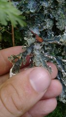 Pseudocyphellaria chloroleuca