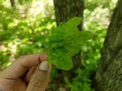 Melikaiella tumifica