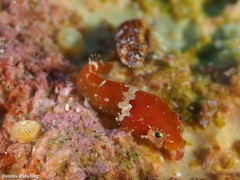 Apletodon