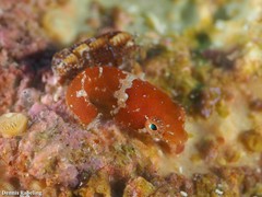 Apletodon