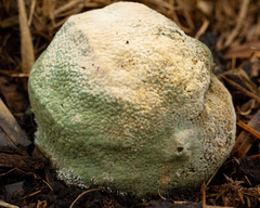 Penicillium