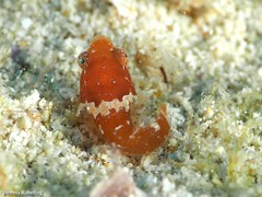 Apletodon