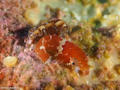 Apletodon