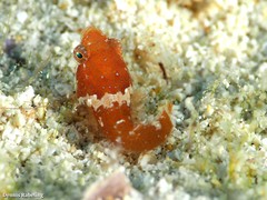 Apletodon