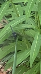 Erythrodiplax berenice