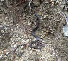 Thamnophis chrysocephalus