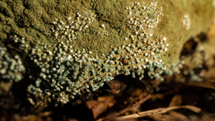 Penicillium