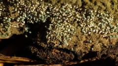 Penicillium