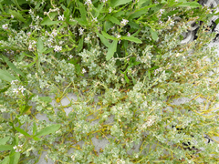 Atriplex billardierei