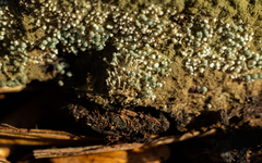 Penicillium