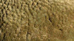 Penicillium