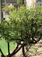 Hibiscus rosa-sinensis