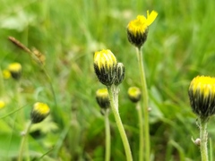 Pilosella lactucella