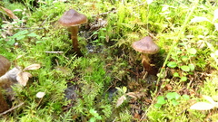 Cortinarius brunneus