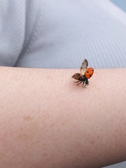 Coccinella septempunctata