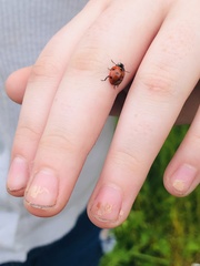 Coccinella septempunctata