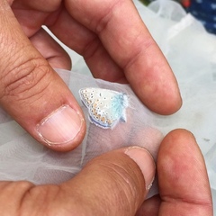 Polyommatus thersites