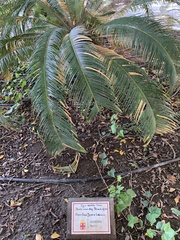 Cycas revoluta