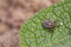 Mogulones geographicus