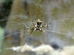 Cyrtophora citricola