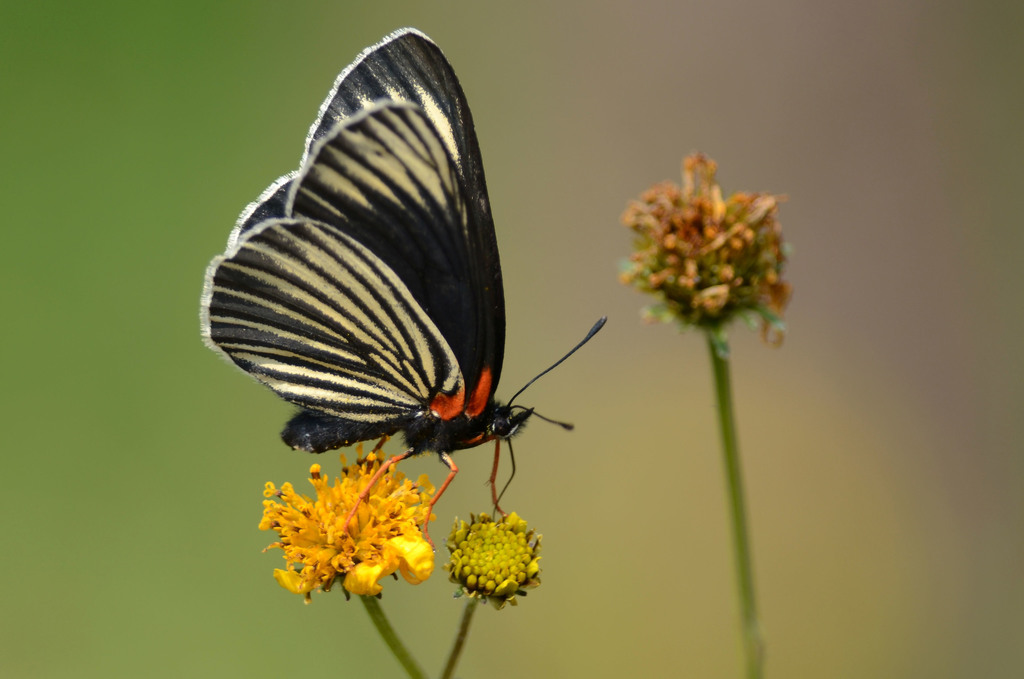 White-rayed Patch
