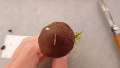 Cortinarius brunneus