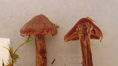 Cortinarius brunneus