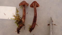 Cortinarius brunneus