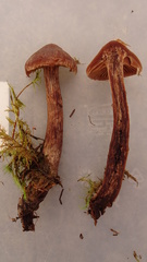 Cortinarius brunneus