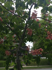 Aesculus × carnea