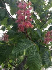 Aesculus × carnea