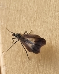 Rhamphomyia marginata