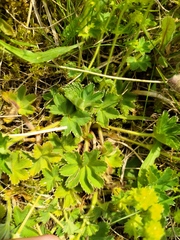 Alchemilla glaucescens