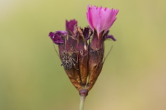 Mogulones geographicus