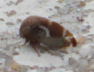 Ophiderma