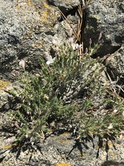 Linanthus pungens