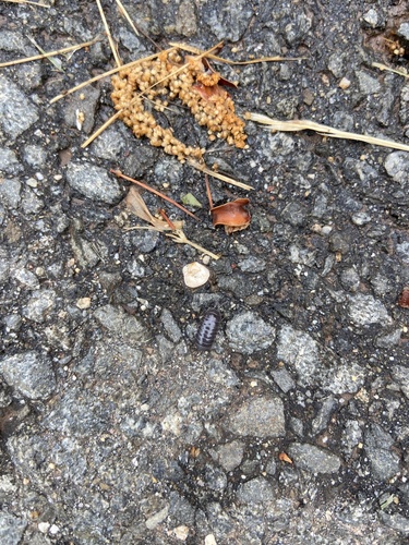 photo of Common Pill Woodlouse (Armadillidium vulgare)