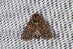 Oligia latruncula