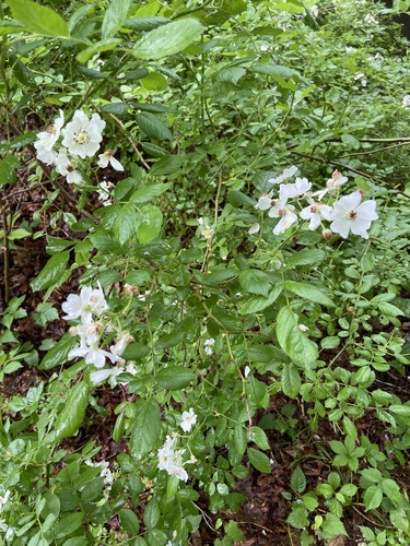 photo of Multiflora Rose (Rosa multiflora)