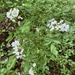 photo of Multiflora Rose (Rosa multiflora)