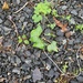 photo of Common Ivy (Hedera helix)