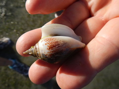 Laevistrombus canarium